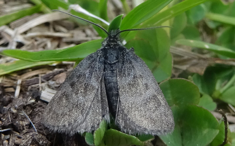 Metaxmeste phrygialis - Crambidae? S